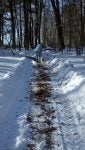 Snow Winter Tree Freezing Trail
