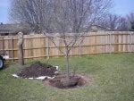 TreePlantingFlyingSaucer014.jpg