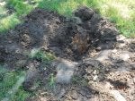 Soil Grass Geological phenomenon Tree Compost