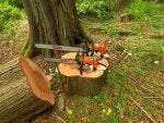Plant Chainsaw Tree Logging Wood