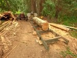 Plant Tree Wood Logging Trunk