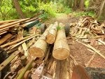 Plant Tree Wood Natural landscape Natural material