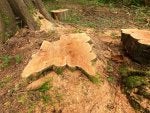 Plant Wood Terrestrial plant Trunk Natural landscape