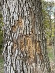 IMG_1854.jpeg